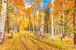 Road in the Aspens 4 -4337.jpg